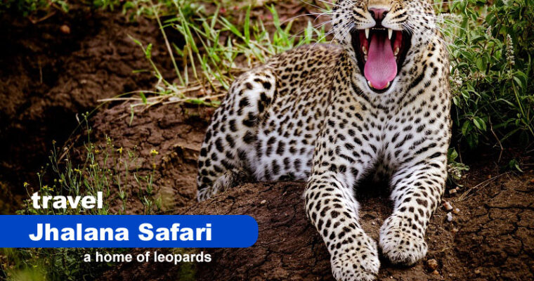 A Travel Guide For Jhalana Safari – A Home of Leopards